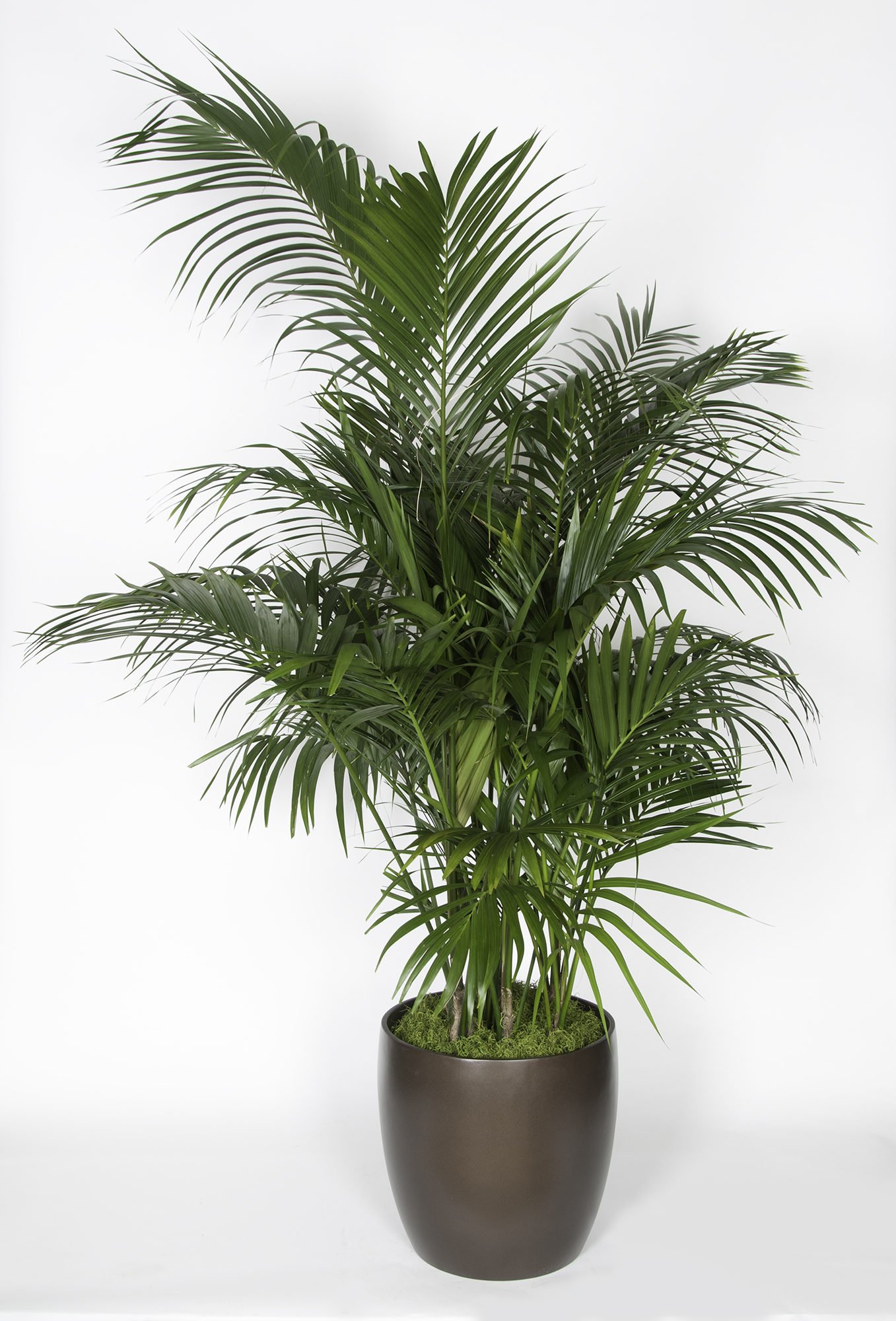 Kentia Palm HI Grown 5/6' - accessplants