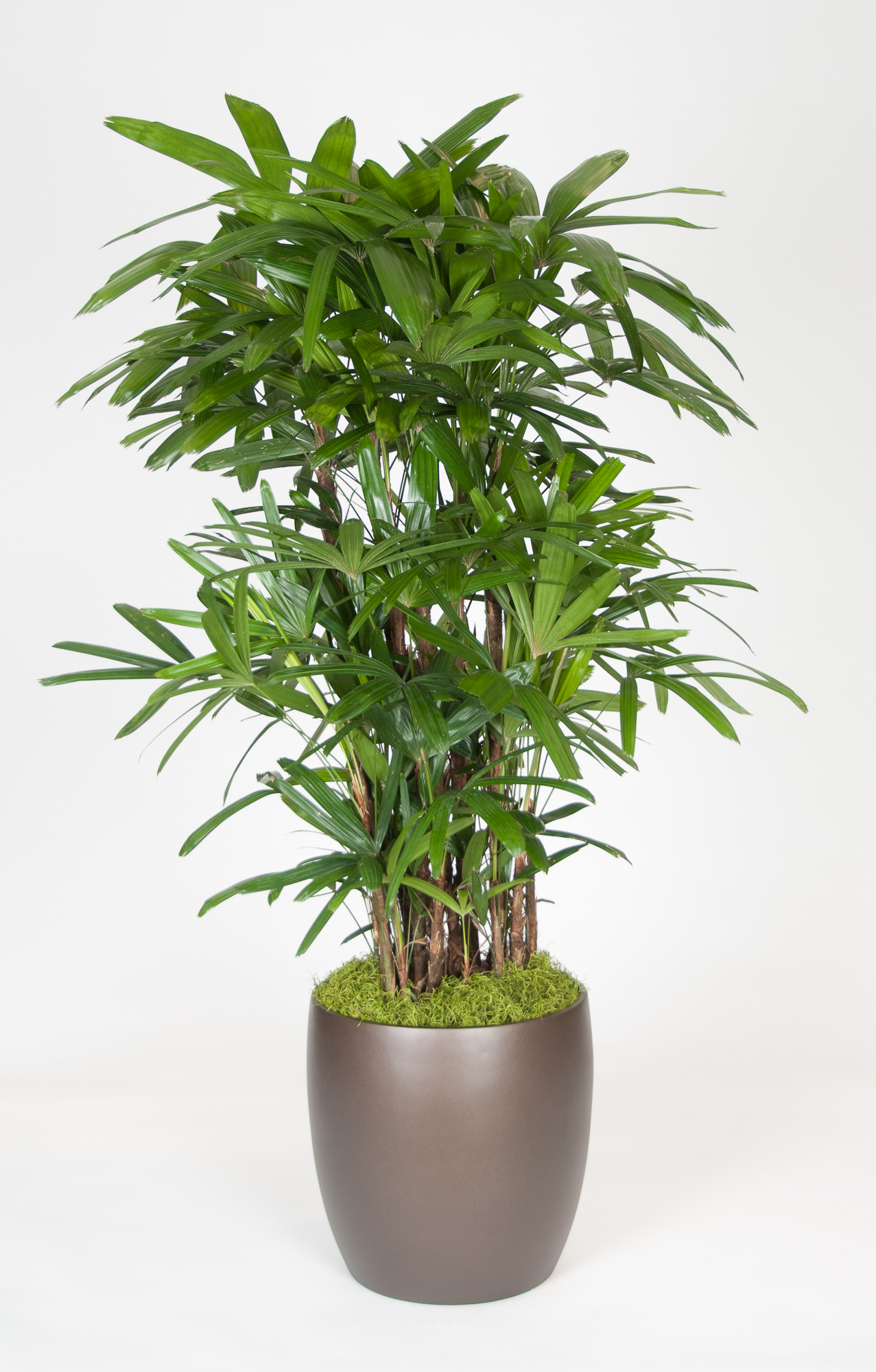 Rhapis Excelsa Palm 5' - accessplants