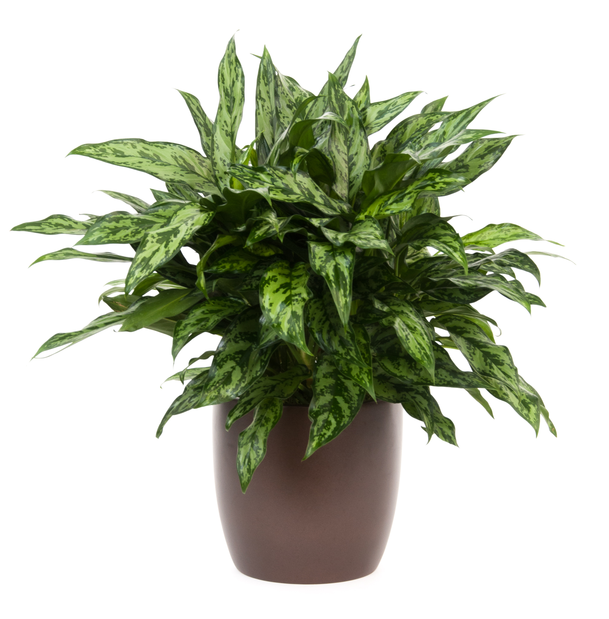 08in Aglaonema Romeo - accessplants