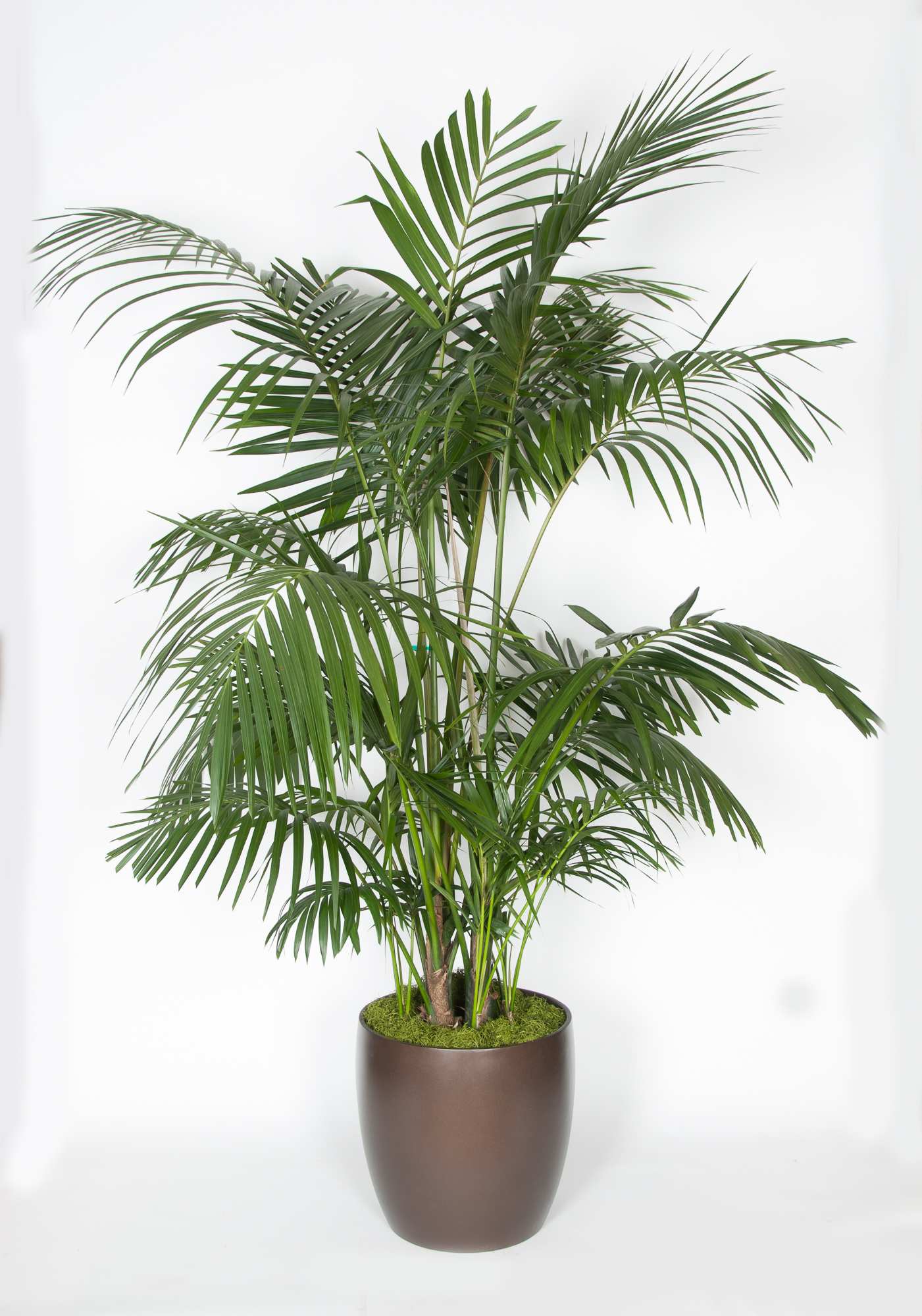 Kentia Palm 5ppp 10' HI Grown - accessplants