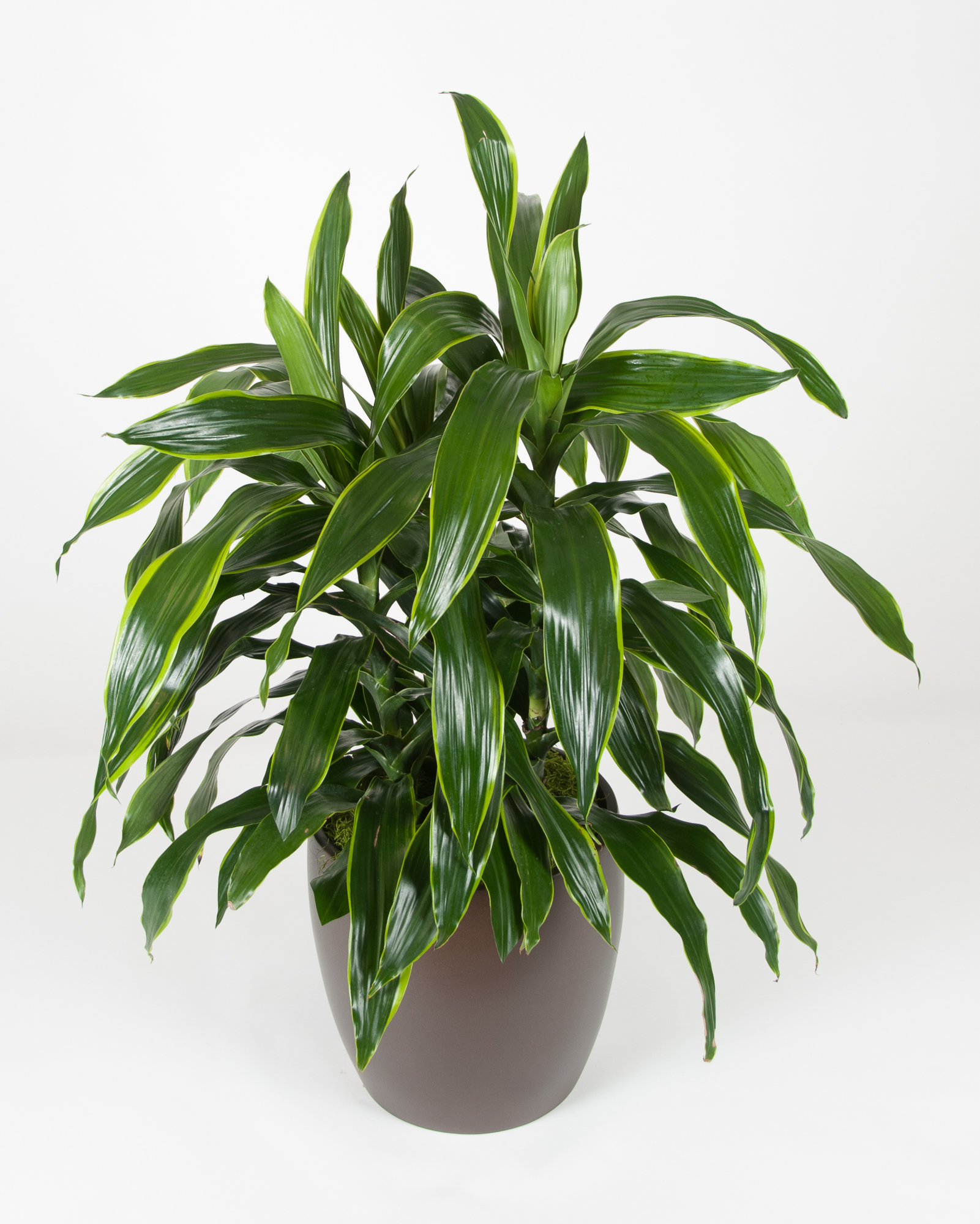 Dracaena Art 2’+ - accessplants