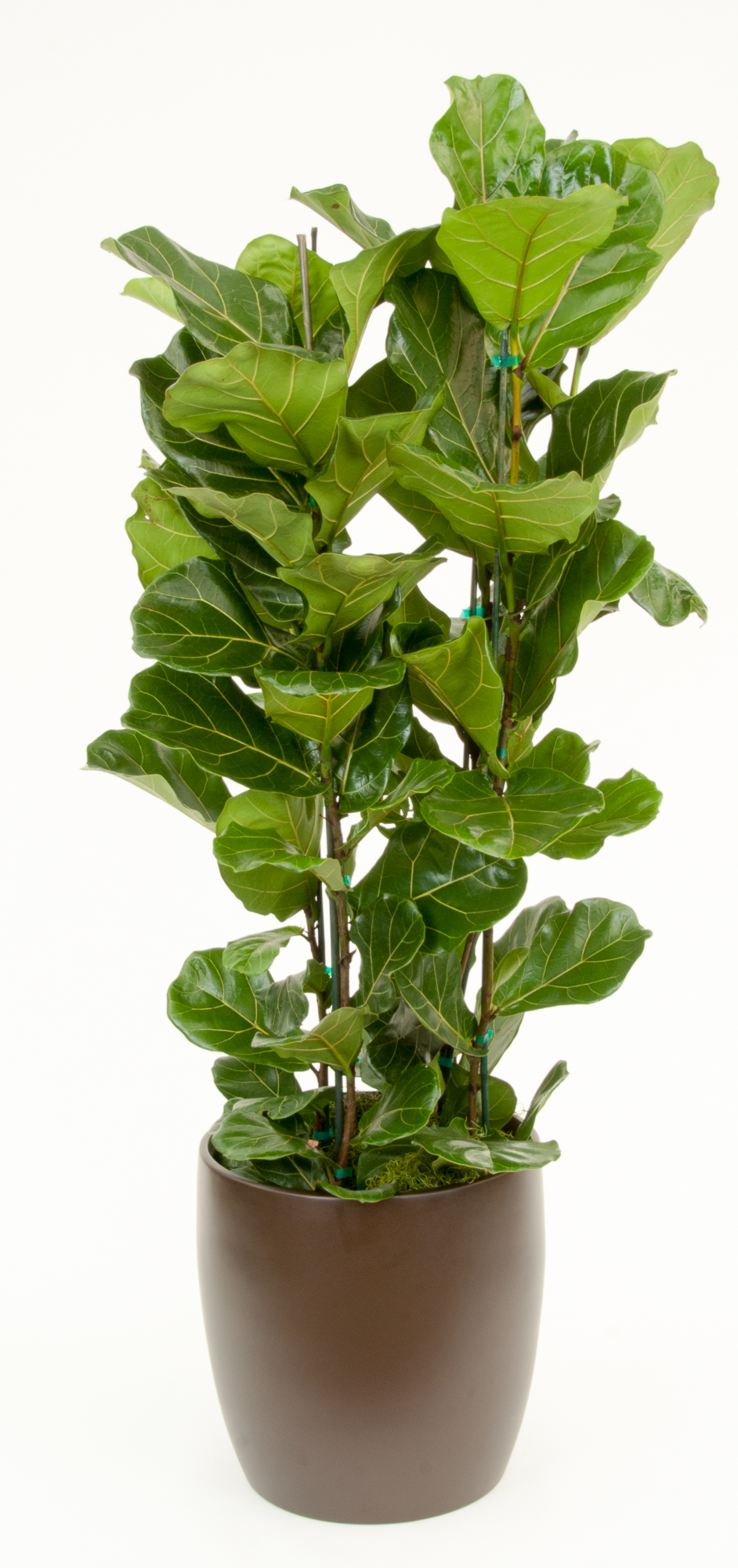 Fiddleleaf Fig Column 45 stake 56' accessplants