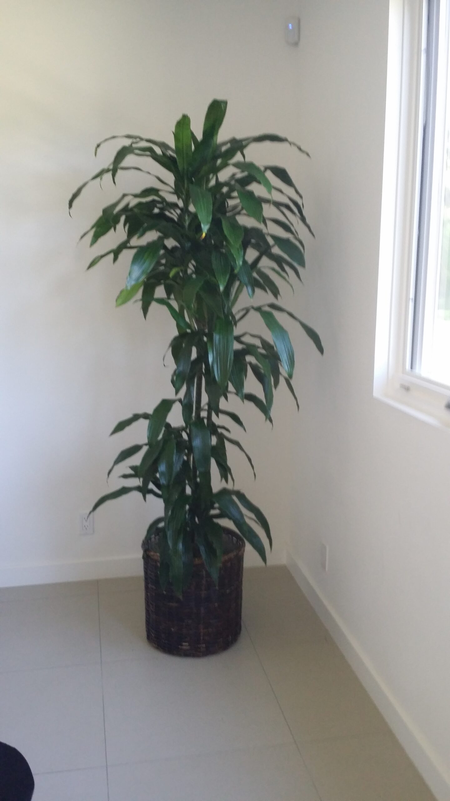 hanging fern plant Buy Nephrolepis exaltata, Boston fern (Hanging Basket) Plant online from  Nurserylive at lowest price