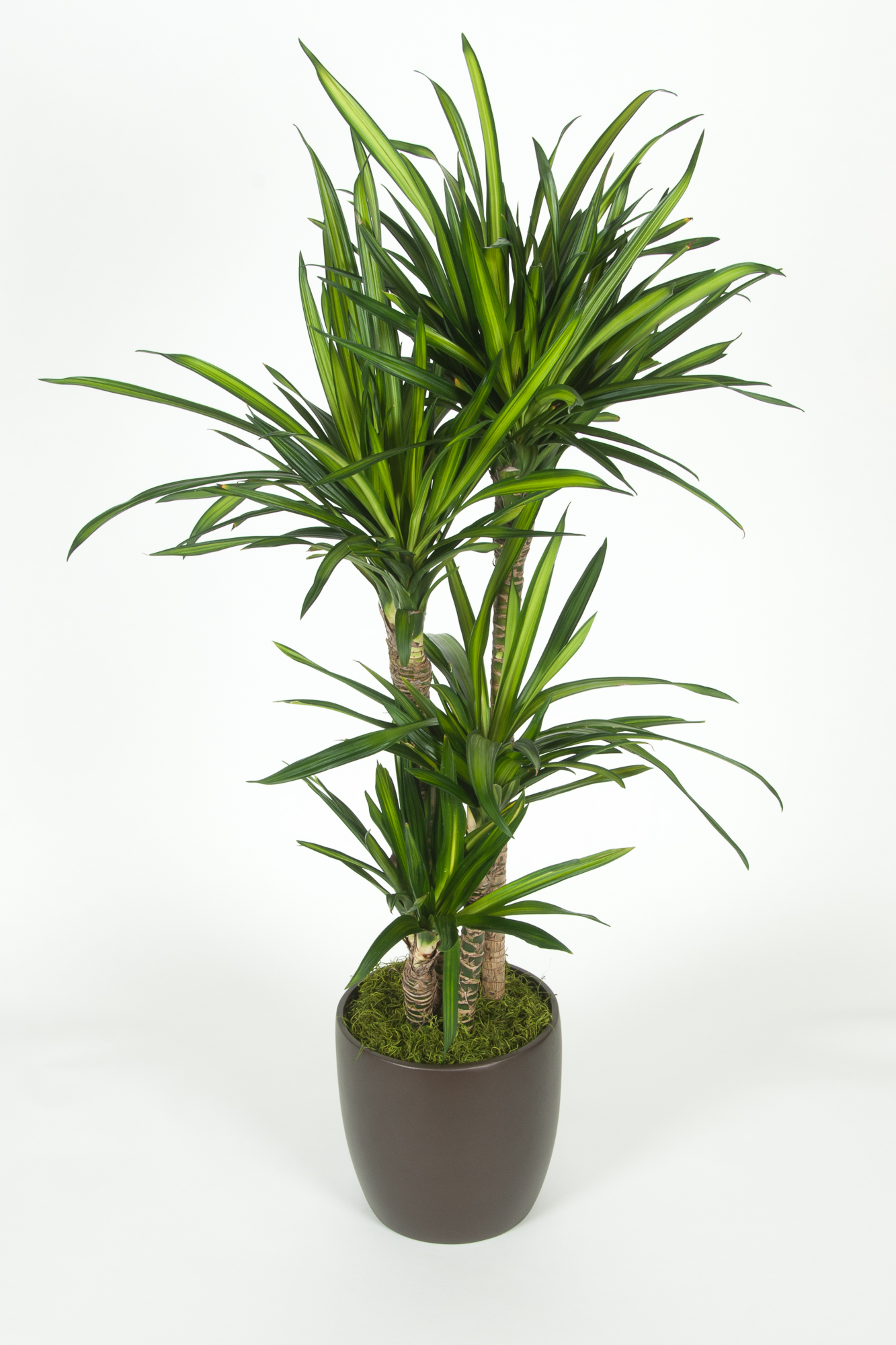 02gal Dracaena Rikki C/B 4'+ - accessplants