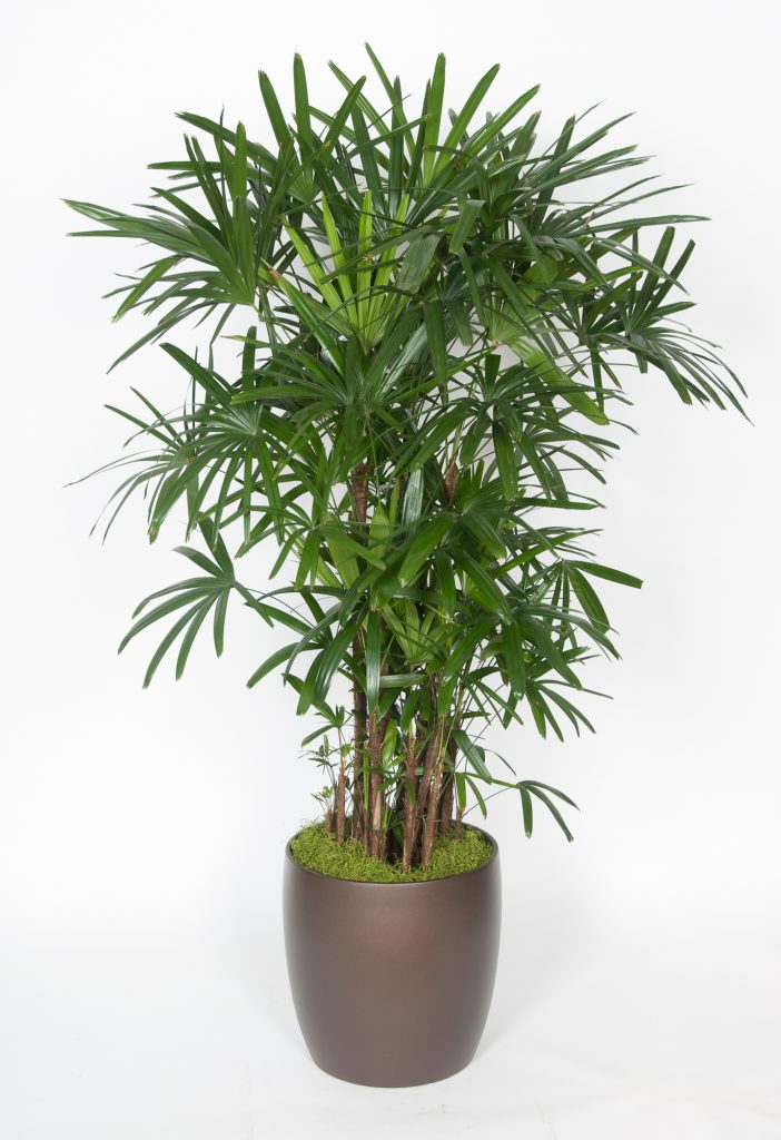 Rhapis Excelsa Palm 6' - accessplants