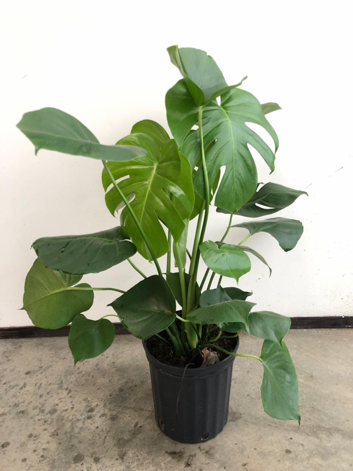 Philodendron - Interior Plant Design Bay Area CA | accessplants